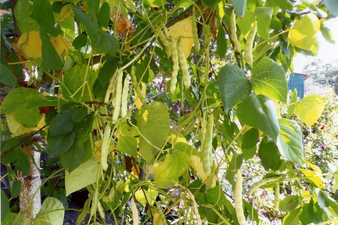 Вирощування квасолі: поради з особистого досвіду Вирощування квасолі: поради з особистого досвіду