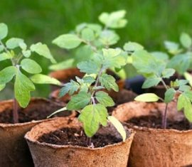 Простий та надійний спосіб вирощування розсади