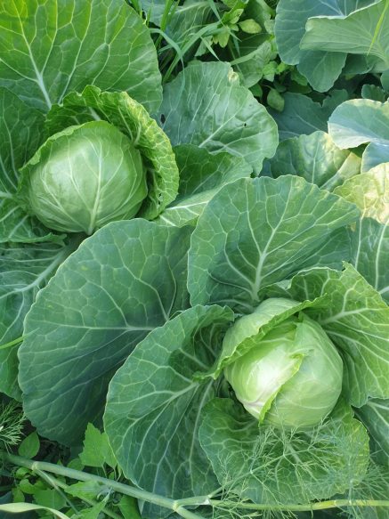 Капуста: вирощування на дачній ділянці з максимальною вигодою та смаком Капуста: вирощування на дачній ділянці з максимальною вигодою та смаком