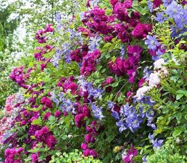 Найгарніші верхолази