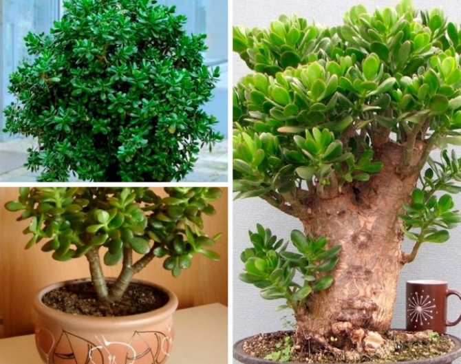 За китайським вченням феншуй, товстянка — «грошове дерево».