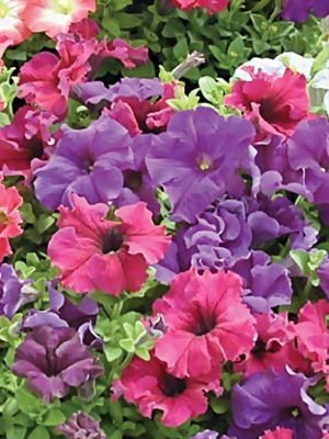 Класифікація петуній: розбираємося в історії різноманітності Класифікація петуній: розбираємося в історії різноманітності