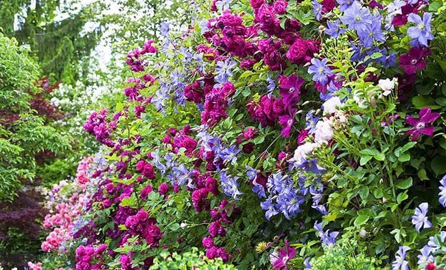 Найгарніші верхолази