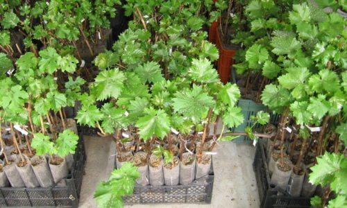 Посадка саджанця, що вегетує.