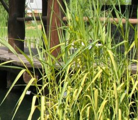 Універсальний злак