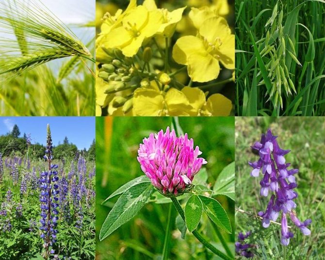 Серпень — сіємо сидерати Серпень — сіємо сидерати