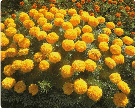 Чудові чорнобривці: вирощування та догляд за цими рослинами