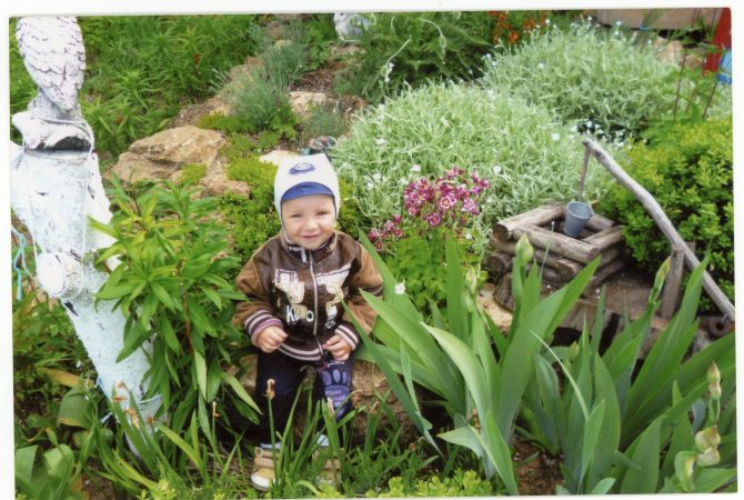 Рослини для гарного саду: ідеальний набір для ділянки Рослини для гарного саду: ідеальний набір для ділянки